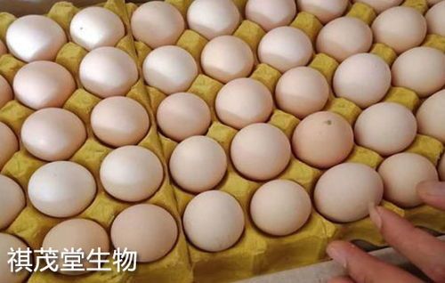 双蛋玉米价格最新行情大盘点!这场"抢蛋大战"究竟谁是赢家? 双蛋玉米价格最新行情