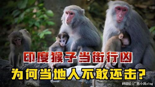 印度猴群杀人